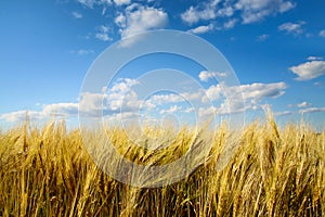 Wheatfield with sunny blue sky