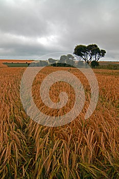 Wheatfields at St Margarets at Cliffes near the White Cliffs of Dover in Great Britain