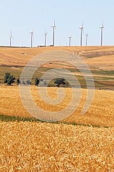 Wheatfields and Windfarms