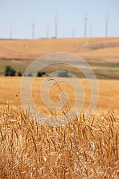 Wheatfields and Windfarms