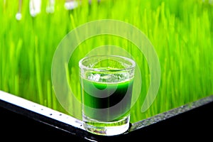 Wheatgrass photo