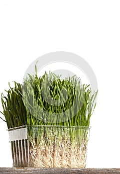 Wheatgrass