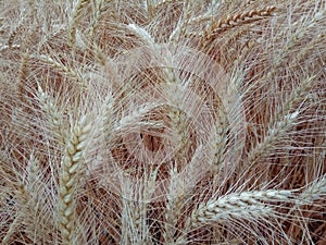 Wheatgrass background wallpaper