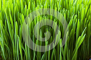 Wheatgrass close-up