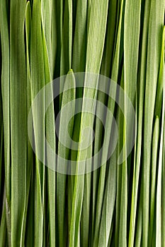 Wheatgrass, close up of a bunch of fresh sprouted common wheat leaves