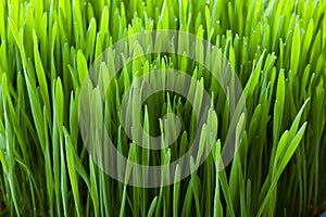 Wheatgrass close-up photo