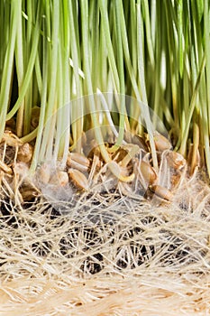 Wheatgrass details of the Roots, Seeds and Healthy Mature Sprout