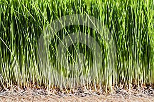 Wheatgrass details of the Roots, Seeds and Healthy Mature Sprout