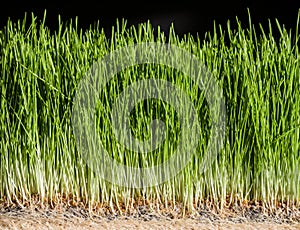 Wheatgrass details of the Roots, Seeds and Healthy Mature Sprout