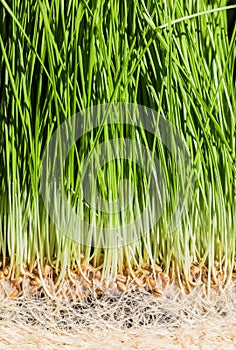 Wheatgrass details of the Roots, Seeds and Healthy Mature Sprout