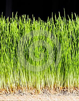 Wheatgrass details of the Roots, Seeds and Healthy Mature Sprout