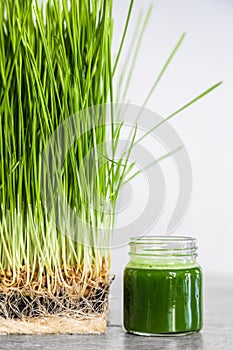 Wheatgrass details of the Roots, Seeds, Sprouts and Healthy Juice Shot