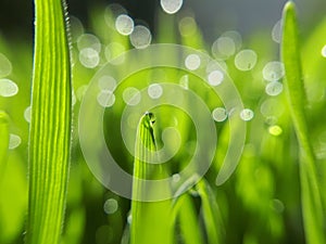 Wheatgrass and dew -closeup