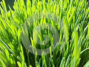 Wheatgrass and dew -closeup