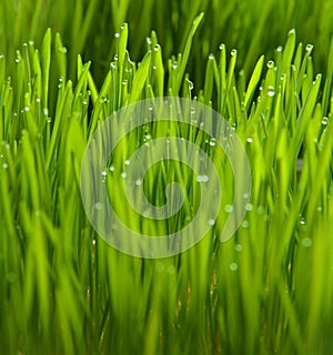 wheatgrass and dew