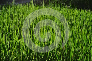 Wheatgrass and grain farming photo