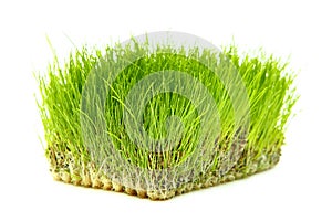 Wheatgrass green