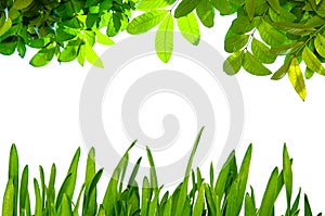 Wheatgrass and green leaves background
