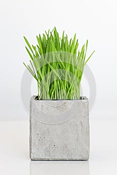 Wheatgrass growing in concrete pot photo
