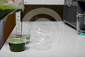 Wheatgrass juice obtained from wheat is poured in containers for shock freezing