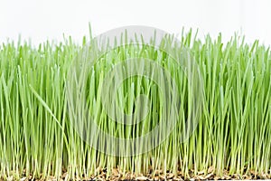 Wheatgrass in nursery