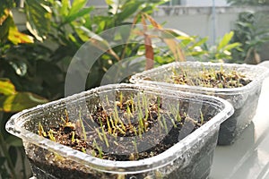 Wheatgrass planted in plastic cups In the drizzle and light of the morning sun. concept of recycled materials and environment