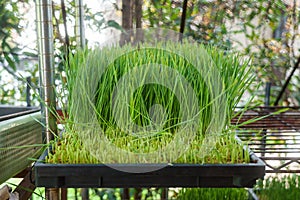 Wheatgrass in the planting tray