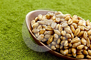 Wheatgrass seeds for sprouting in spoon on weatgrass powder background. Detox superfood
