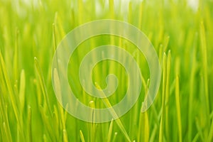 Wheatgrass up close photo