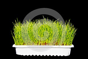 Wheatgrass wheat grass