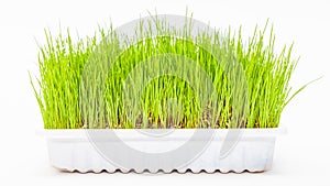 Wheatgrass wheat grass