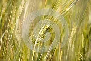 Wheats on blurred field background