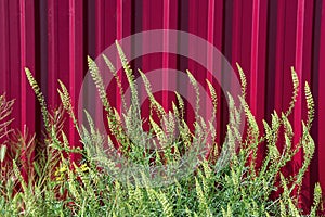 Wheats and flowers on red background, close up, isolated