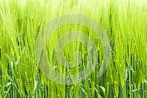 Wheats Green Background.