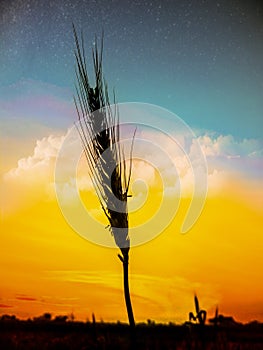 Wheats hair shoot in evening