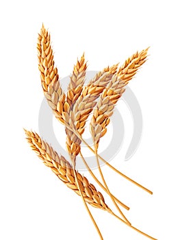 Wheats, illustration, isolated on white background