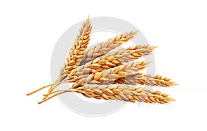 Wheats, illustration, isolated on white background