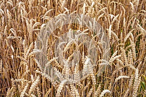 Wheats Macro Detail in Field