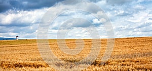 Wheats Macro Detail in Field