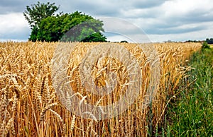 Wheats Macro Detail in Field