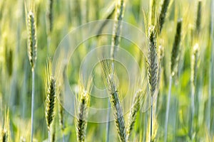 Wheats Plants Detail. Spring Green Wheat