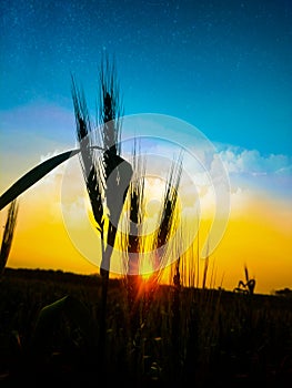 Wheats plants shoot in evening