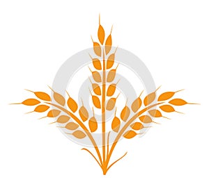 Wheats rye rice ears icons design elements of organic agricultural food. Harvest wheat grain for beer logo, growth rice stalk and