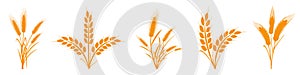 Wheats rye rice ears set icons design elements of organic agricultural food. Harvest wheat grain for beer logo, growth rice stalk