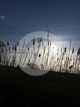 Wheats and sky