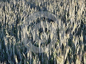 wheats under sunshine