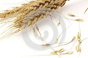 Wheats in a white background