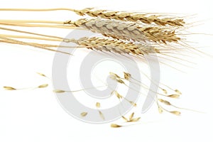 Wheats in a white background