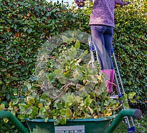 Wheel barrow full of hedge clippings with a gardener pruning a hedge in the background