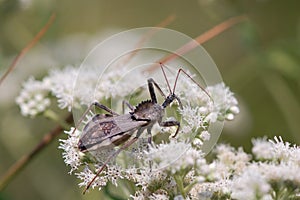 Wheel Bug, Arilus cristatus